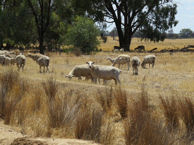 2738 CALIMO ROAD, Deniliquin NSW 2710