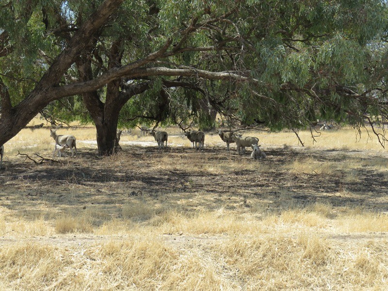 2738 CALIMO ROAD, Deniliquin NSW 2710