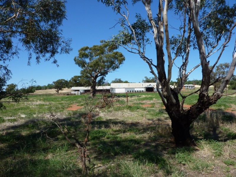3500 Strontian Road, Narrandera NSW 2700