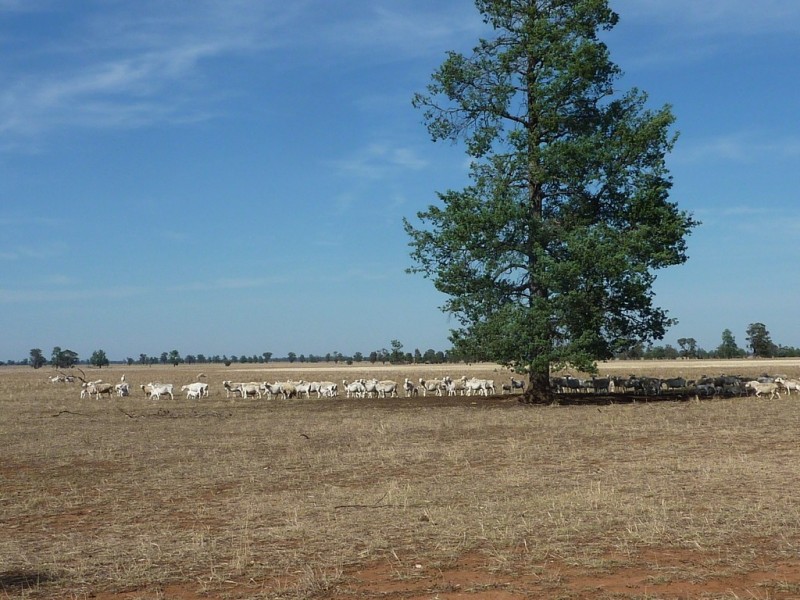 233 Plums Lane The Rock via, Wagga Wagga NSW 2650