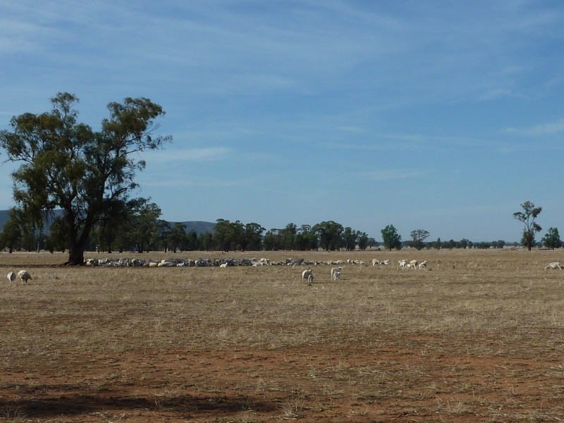 233 Plums Lane The Rock via, Wagga Wagga NSW 2650