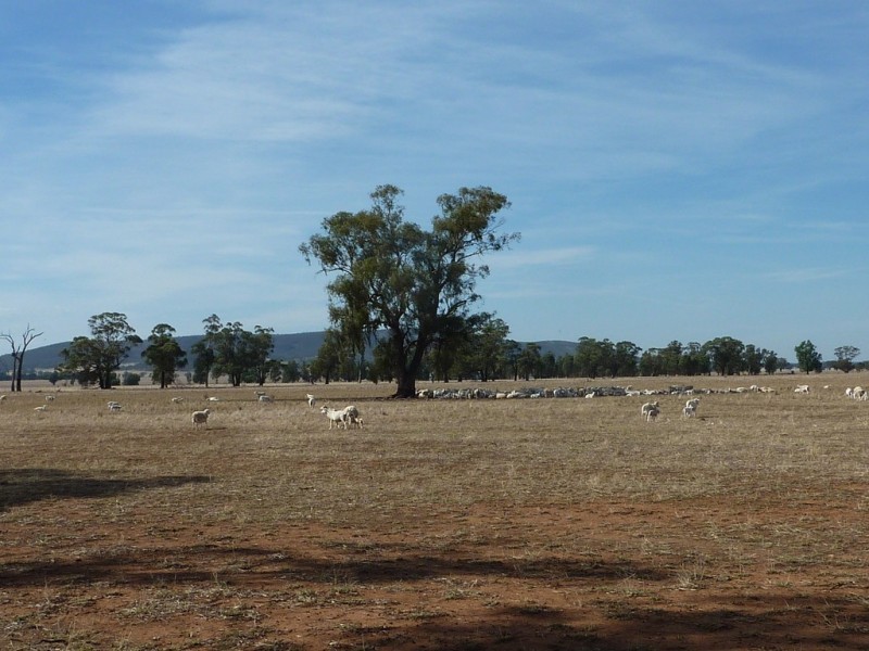 233 Plums Lane The Rock via, Wagga Wagga NSW 2650