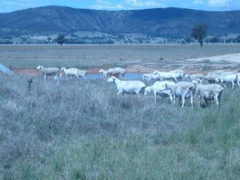 233 Plums Lane The Rock via, Wagga Wagga NSW 2650