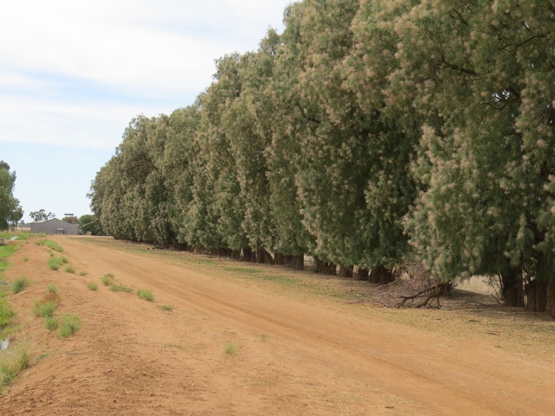 1055 ARATULA ROAD, Deniliquin NSW 2710