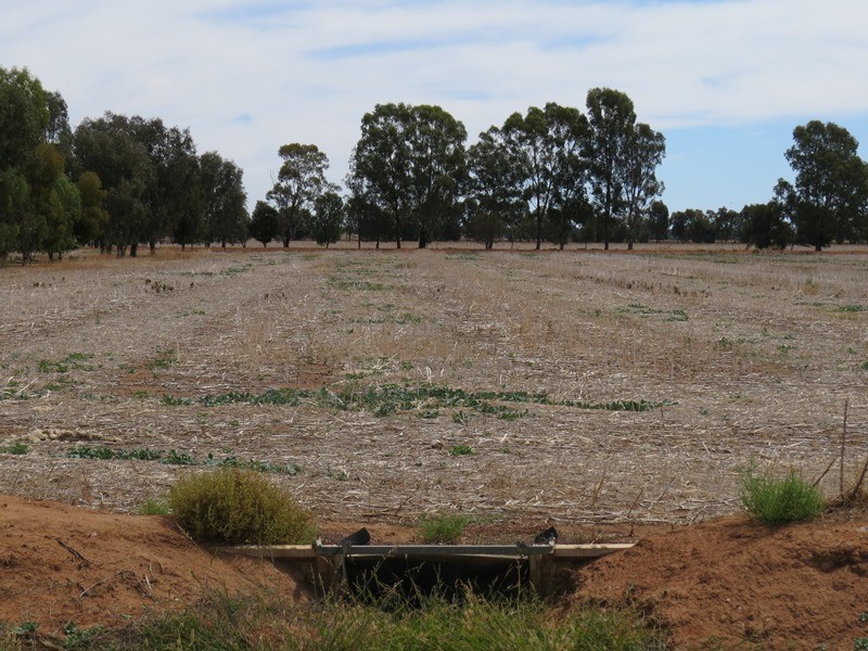 1055 ARATULA ROAD, Deniliquin NSW 2710