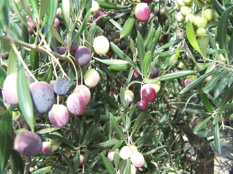 700 Galore Road. Galore via, Wagga Wagga NSW 2650