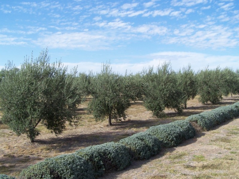 700 Galore Road. Galore via, Wagga Wagga NSW 2650