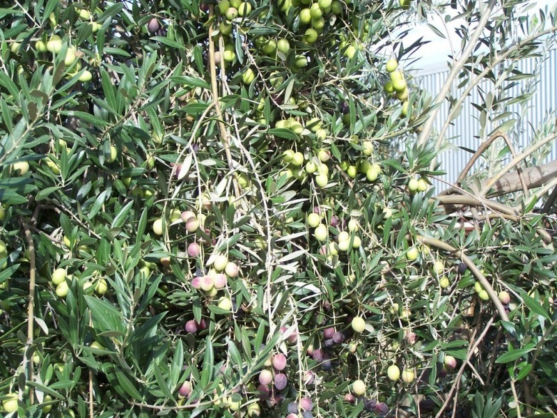 700 Galore Road. Galore via, Wagga Wagga NSW 2650