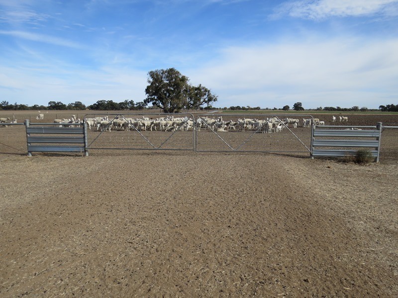 “Bungaree” Flanagans Lane, Deniliquin NSW 2710