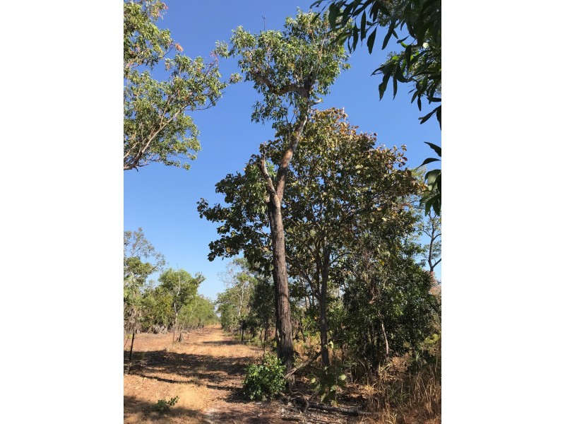 305 Brougham Road, Fly Creek NT 0822