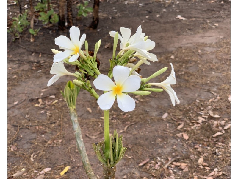 1 Numbat Court, Berry Springs NT 0838