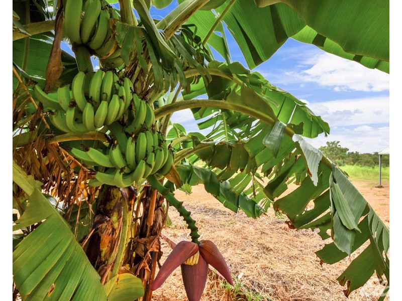 60 Power Road, Humpty Doo NT 0836