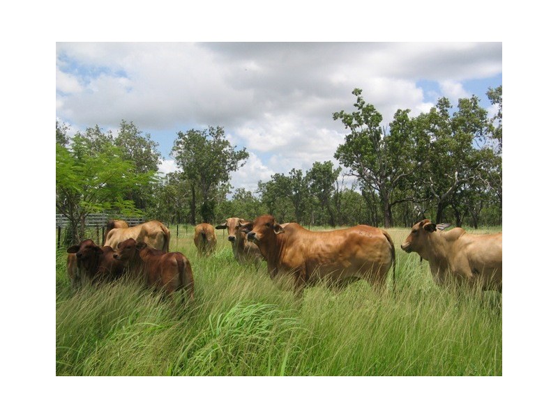 385 Batchelor Road, Batchelor NT 0845