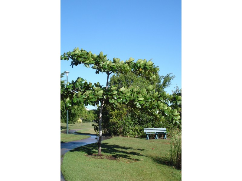 7 DeCourcy Place, Durack NT 0830