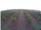 175 Bartlett Road, Horseshoe Lagoon QLD 4809