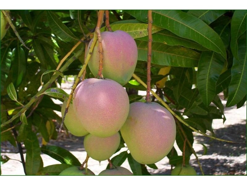 3113 Collinsville road, Bowen QLD 4805