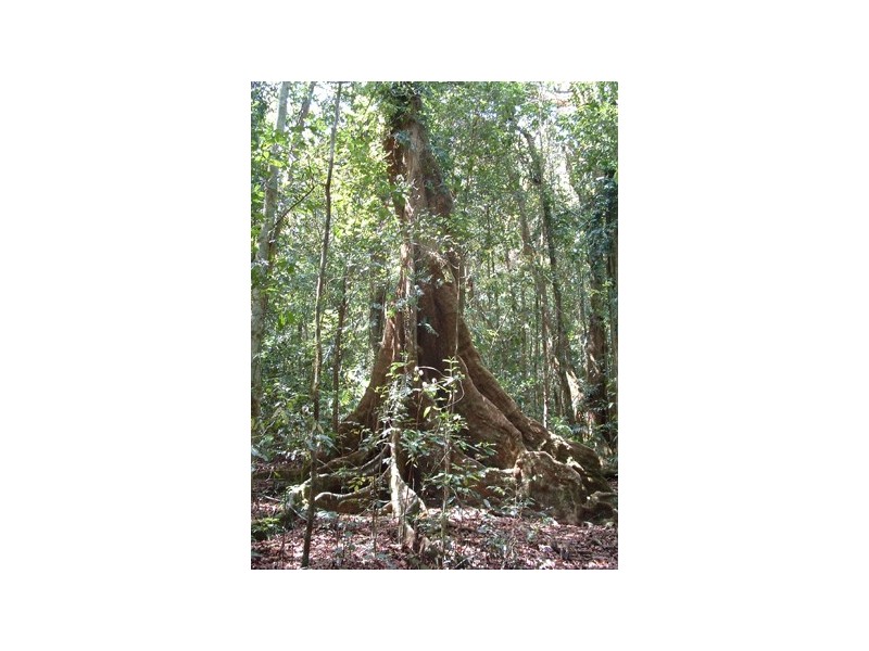 1 Mt Spec Road, Paluma QLD 4816