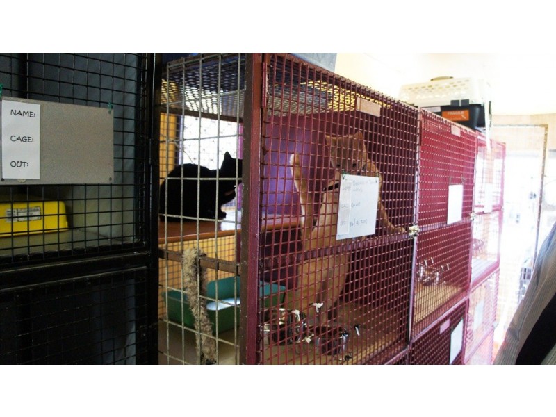 49 Texas Road, Jensen QLD 4818