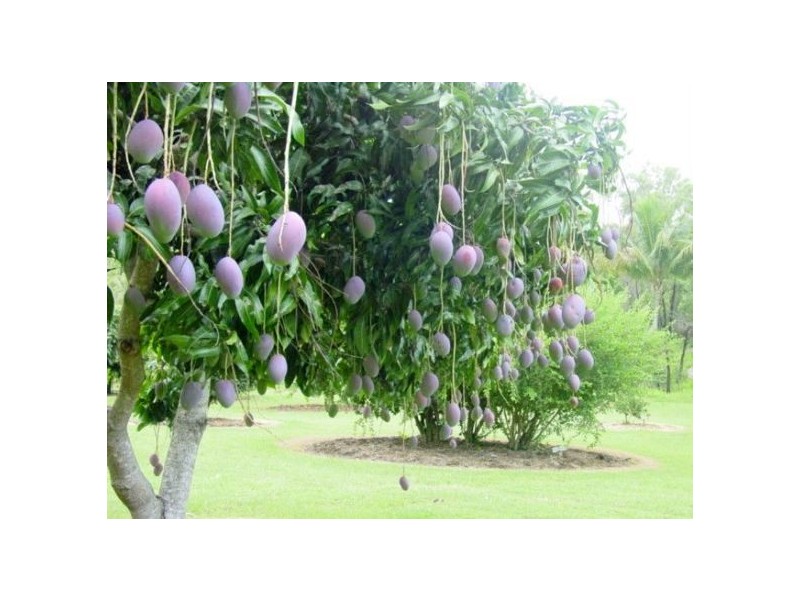 1 and 45587 Bruce Highway, Mutarnee QLD 4816