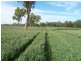 Texas NSW 4385
