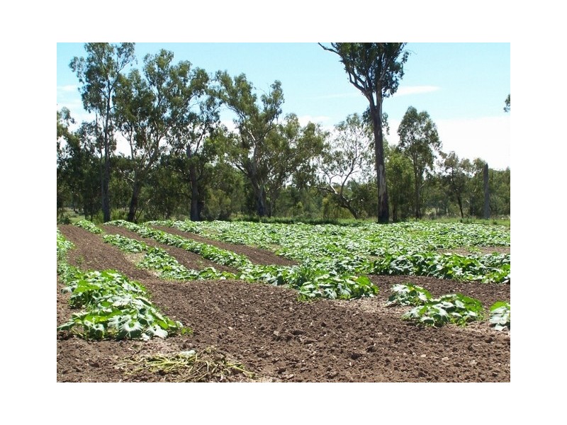 Texas NSW 4385