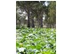 Texas NSW 4385