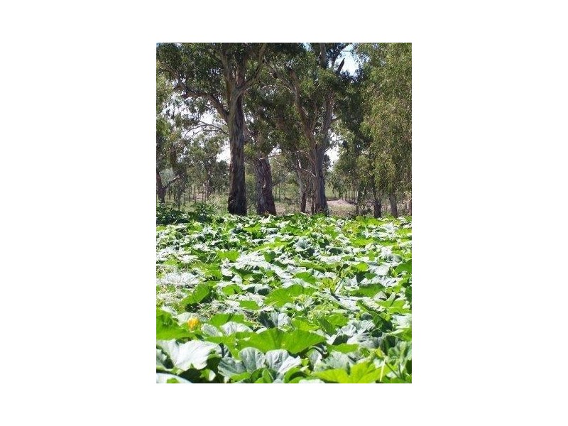 Texas NSW 4385
