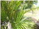 57 Mount Low Park Way, Mount Low QLD 4818