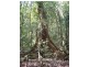 1 Mt Spec Road, Paluma QLD 4816
