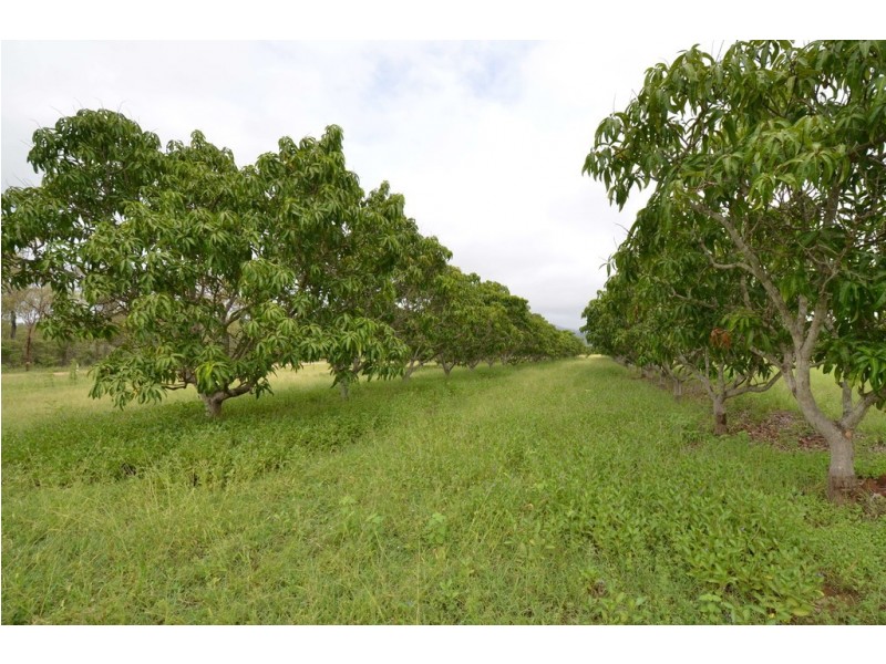 229 Dingo Park Road, Calcium QLD 4816