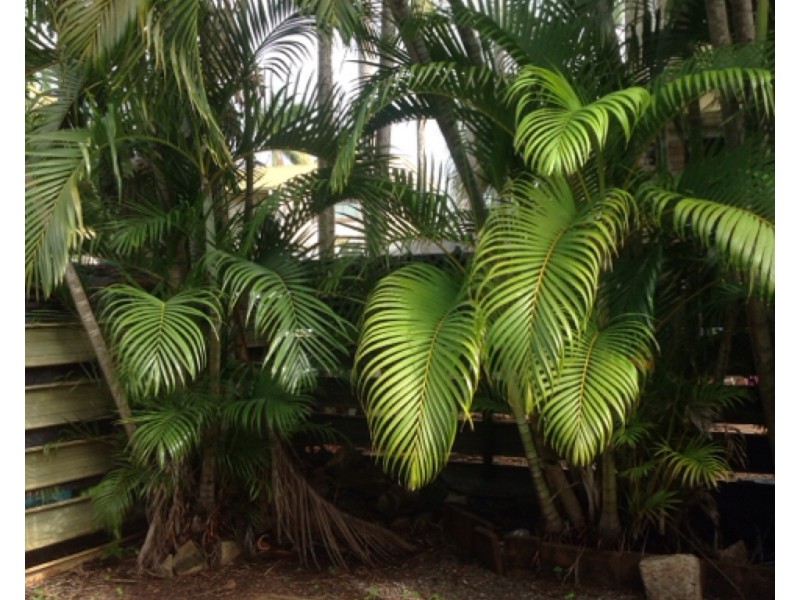 7/5 Cartwright Court, Coconut Grove NT 0810