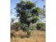 2949 Serrata Road, Dundee Downs NT 0840