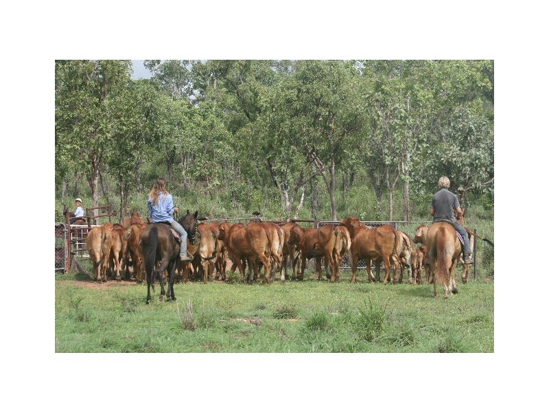 315 Haynes Road, Adelaide River NT 0846