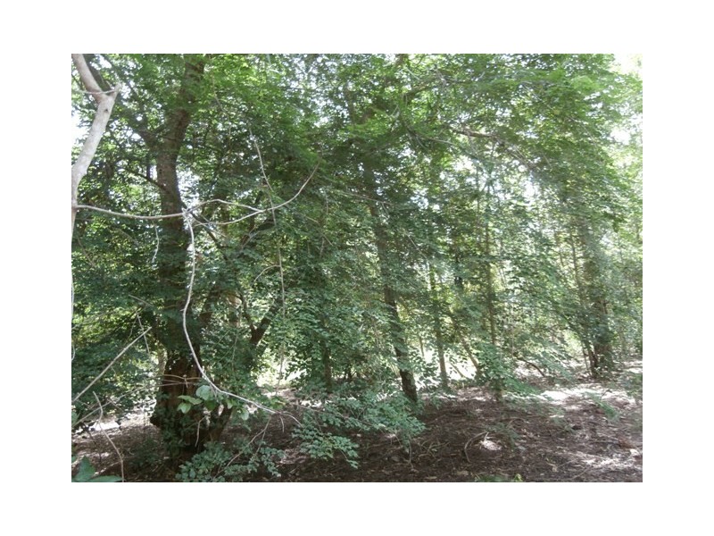 Sect. 2893 Dundee Road, Dundee Downs NT 0840