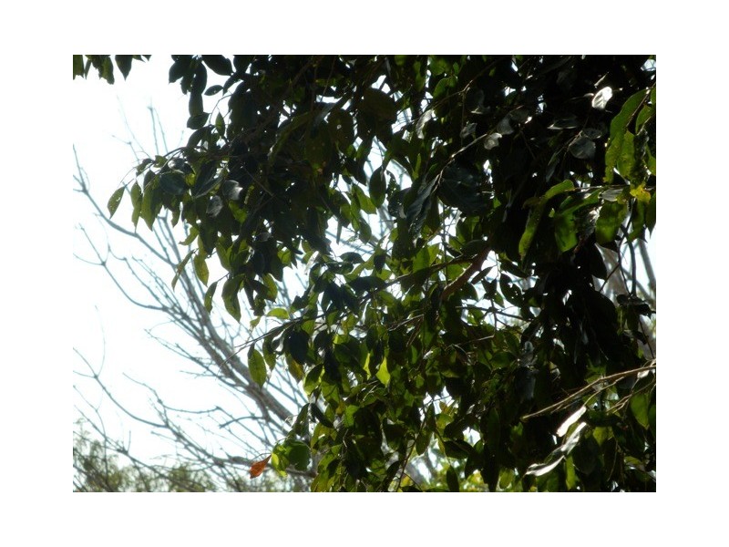 Section 3032 Arius Road, Dundee Downs NT 0840