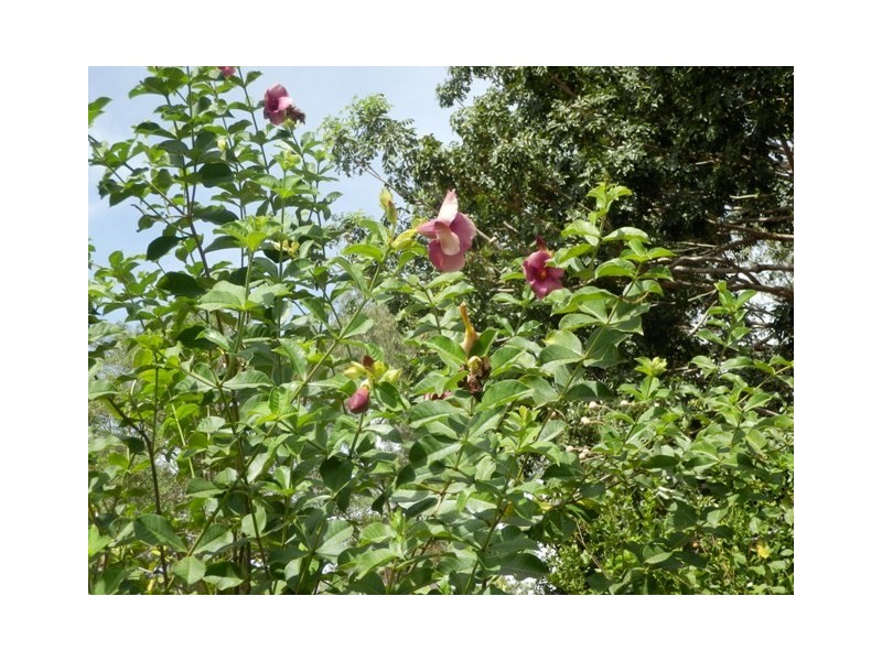 Section 3032 Arius Road, Dundee Downs NT 0840