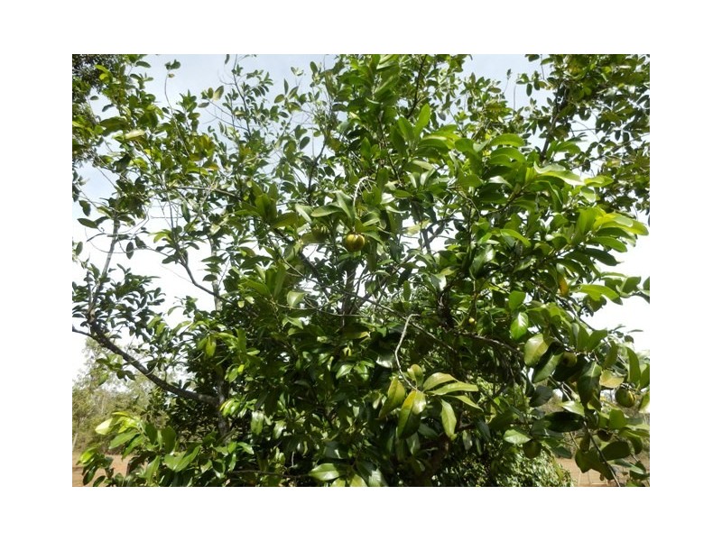 Section 3032 Arius Road, Dundee Downs NT 0840