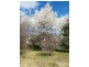 26 Bega St, Candelo NSW 2550