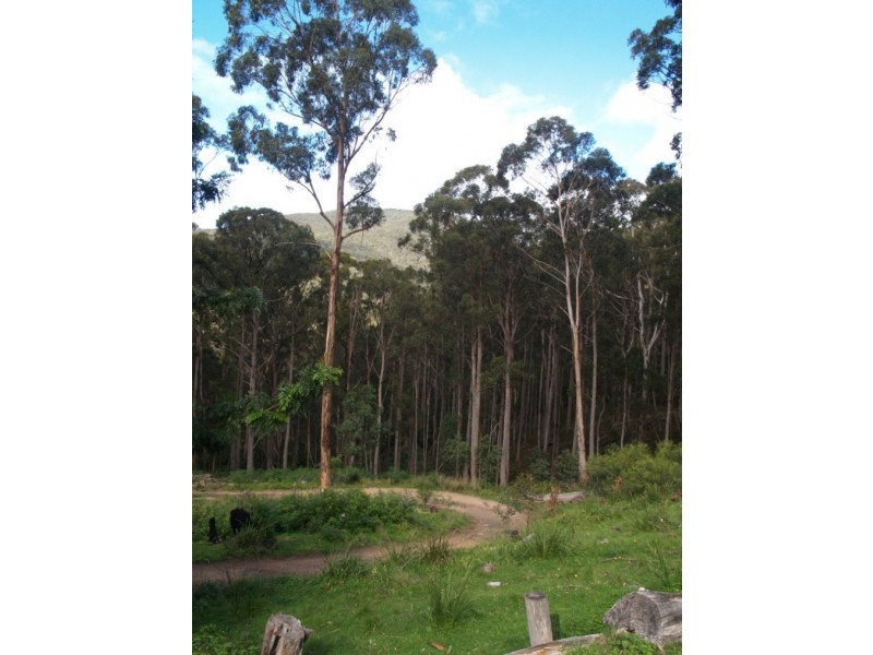 3919 Snowy Mtns Hwy, Bemboka NSW 2550
