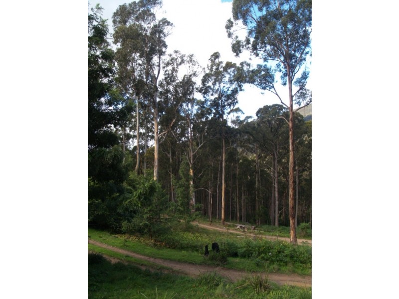 3919 Snowy Mtns Hwy, Bemboka NSW 2550