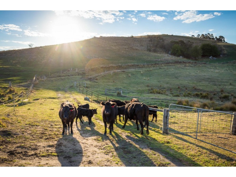 80 Taylor Road, Buckajo NSW 2550