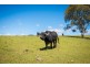 123 Dummett Jessops Rd, Quaama NSW 2550