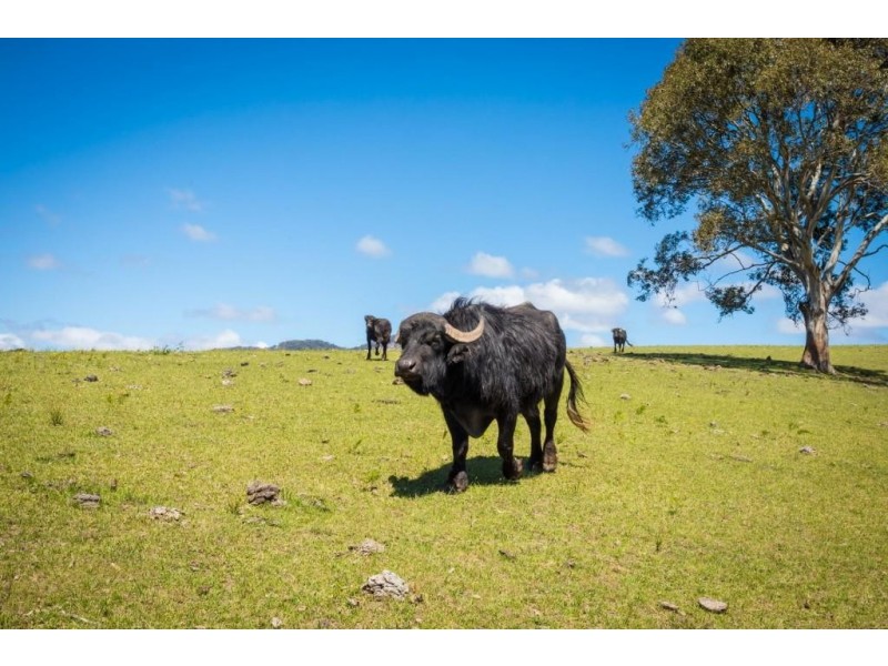 123 Dummett Jessops Rd, Quaama NSW 2550