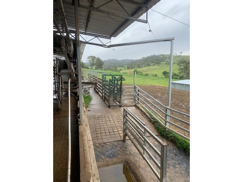 1439 Buckajo Rd, Buckajo NSW 2550