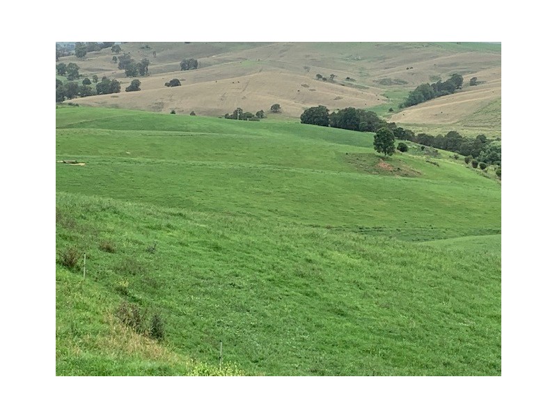 1439 Buckajo Rd, Buckajo NSW 2550