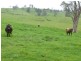 1439 Buckajo Rd, Buckajo NSW 2550