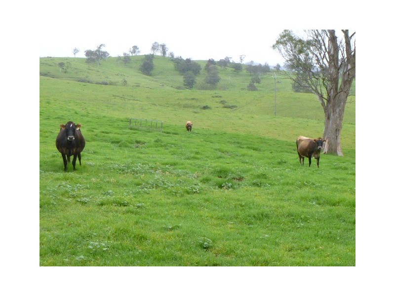 1439 Buckajo Rd, Buckajo NSW 2550