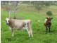 1439 Buckajo Rd, Buckajo NSW 2550