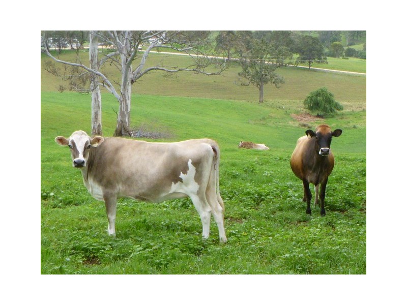 1439 Buckajo Rd, Buckajo NSW 2550