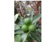 6 Bega St, Bega NSW 2550